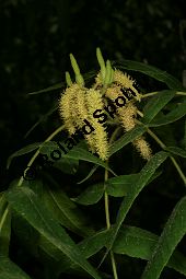 Zapfennuss, Platycarya strobilacea Kauf von 05517_platycarya_strobilacea_img_9049.jpg