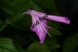 Reisfärbepflanze, Peristrophe speciosa, Acanthaceae, Peristrophe speciosa, Justicia speciosa, Reisfärbepflanze, Blüte Kauf von 05530peristrophe_speciosaimg_2667.jpg