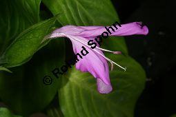 Reisfärbepflanze, Peristrophe speciosa, Acanthaceae, Peristrophe speciosa, Justicia speciosa, Reisfärbepflanze, Blüte Kauf von 05530peristrophe_speciosaimg_2668.jpg