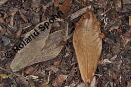 Chinesischer Sonnenschirmbaum, Firmiana simplex, Firmiana platanifolia, Sterculia platanifolia, Firmiana simplex, Firmiana platanifolia, Sterculia platanifolia, Chinesischer Sonnenschirmbaum, Sterculiaceae, Rinde Kauf von 05536_firmiana_simplex_dsc_7911.jpg