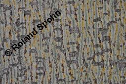 Chinesischer Sonnenschirmbaum, Firmiana simplex, Firmiana platanifolia, Sterculia platanifolia, Firmiana simplex, Firmiana platanifolia, Sterculia platanifolia, Chinesischer Sonnenschirmbaum, Sterculiaceae, Rinde Kauf von 05536_firmiana_simplex_dsc_7914.jpg