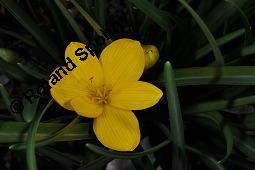 Gelbe Gewitterblume, Herbst-Goldbecher, Sternbergie, Sternbergia lutea, Sternbergia lutea, Gelbe Gewitterblume, Herbst-Goldbecher, Sternbergie, Amaryllidaceae, Blühend Kauf von 05539_sternbergia_lutea_dsc_7570.jpg