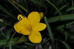 Gelbe Gewitterblume, Herbst-Goldbecher, Sternbergie, Sternbergia lutea, Sternbergia lutea, Gelbe Gewitterblume, Herbst-Goldbecher, Sternbergie, Amaryllidaceae, Blühend Kauf von 05539_sternbergia_lutea_dsc_7571.jpg