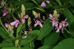 Kanadische Telegraphenpflanze, Desmodium canadense, Fabaceae, Desmodium canadense, Kanadischer Wandelklee, Kanadisches Büschelkraut, Kanadische Telegraphenpflanze, Blühend Kauf von 05544desmodium_canadenseimg_3130.jpg