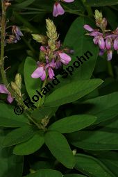 Kanadische Telegraphenpflanze, Desmodium canadense, Fabaceae, Desmodium canadense, Kanadischer Wandelklee, Kanadisches Büschelkraut, Kanadische Telegraphenpflanze, Blühend Kauf von 05544desmodium_canadenseimg_3131.jpg