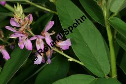 Kanadische Telegraphenpflanze, Desmodium canadense, Fabaceae, Desmodium canadense, Kanadischer Wandelklee, Kanadisches Büschelkraut, Kanadische Telegraphenpflanze, Blühend Kauf von 05544desmodium_canadenseimg_3132.jpg
