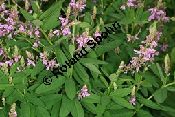 Kanadische Telegraphenpflanze, Desmodium canadense, Fabaceae, Desmodium canadense, Kanadischer Wandelklee, Kanadisches Büschelkraut, Kanadische Telegraphenpflanze, Blühend Kauf von 05544desmodium_canadenseimg_3134.jpg