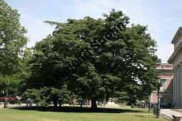 Virginische Dattelpflaume, Persimon-Pflaume, Persimone, Diospyros virginiana Kauf von 05546_diospyros_virginiana_img_8854.jpg