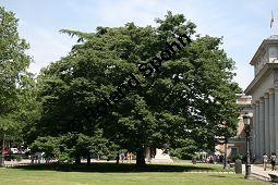 Virginische Dattelpflaume, Persimon-Pflaume, Persimone, Diospyros virginiana Kauf von 05546_diospyros_virginiana_img_8855.jpg