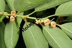 Virginische Dattelpflaume, Persimon-Pflaume, Persimone, Diospyros virginiana Kauf von 05546_diospyros_virginiana_img_8968.jpg