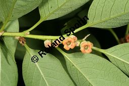 Virginische Dattelpflaume, Persimon-Pflaume, Persimone, Diospyros virginiana Kauf von 05546_diospyros_virginiana_img_8969.jpg