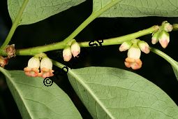 Virginische Dattelpflaume, Persimon-Pflaume, Persimone, Diospyros virginiana Kauf von 05546_diospyros_virginiana_img_8970.jpg