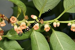 Virginische Dattelpflaume, Persimon-Pflaume, Persimone, Diospyros virginiana Kauf von 05546_diospyros_virginiana_img_8971.jpg