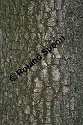 Virginische Dattelpflaume, Persimon-Pflaume, Persimone, Diospyros virginiana Kauf von 05546_diospyros_virginiana_img_8972.jpg