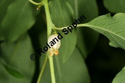 Virginische Dattelpflaume, Persimon-Pflaume, Persimone, Diospyros virginiana Kauf von 05546diospyros_virginianaimg_8669.jpg