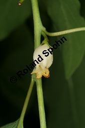 Virginische Dattelpflaume, Persimon-Pflaume, Persimone, Diospyros virginiana Kauf von 05546diospyros_virginianaimg_8670.jpg