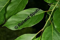 Virginische Dattelpflaume, Persimon-Pflaume, Persimone, Diospyros virginiana Kauf von 05546diospyros_virginianaimg_8671.jpg