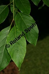 Virginische Dattelpflaume, Persimon-Pflaume, Persimone, Diospyros virginiana Kauf von 05546diospyros_virginianaimg_8672.jpg