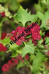 Kopfiger Erdbeerspinat, Chenopodium capitatum, Blitum capitatum Kauf von 05560_chenopodium_capitatum_img_4093.jpg