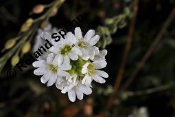 Gewöhnliche Graukresse, Graukresse, Berteroa incana, Berteroa incana, Gewöhnliche Graukresse, Graukresse, Brassicaceae, fruchtend Kauf von 05563_berteroa_incana_dsc_4301.jpg