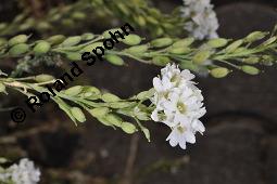 Gewöhnliche Graukresse, Graukresse, Berteroa incana, Berteroa incana, Gewöhnliche Graukresse, Graukresse, Brassicaceae, fruchtend Kauf von 05563_berteroa_incana_dsc_4302.jpg