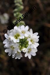 Gewöhnliche Graukresse, Graukresse, Berteroa incana, Berteroa incana, Gewöhnliche Graukresse, Graukresse, Brassicaceae, fruchtend Kauf von 05563_berteroa_incana_dsc_4303.jpg