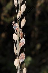 Gewöhnliche Graukresse, Graukresse, Berteroa incana, Berteroa incana, Gewöhnliche Graukresse, Graukresse, Brassicaceae, fruchtend Kauf von 05563_berteroa_incana_dsc_4304.jpg