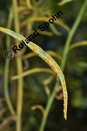 Südafrikanisches Greiskraut, Schmalblättriges Greiskraut, Senecio inaequidens Kauf von 05564_senecio_inaequidens_dsc_4327.jpg