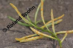 Südafrikanisches Greiskraut, Schmalblättriges Greiskraut, Senecio inaequidens Kauf von 05564_senecio_inaequidens_dsc_4329.jpg