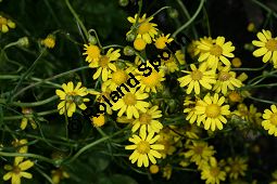 Südafrikanisches Greiskraut, Schmalblättriges Greiskraut, Senecio inaequidens Kauf von 05564_senecio_inaequidens_img_3085.jpg