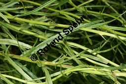 Südafrikanisches Greiskraut, Schmalblättriges Greiskraut, Senecio inaequidens Kauf von 05564_senecio_inaequidens_img_3086.jpg