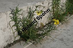 Südafrikanisches Greiskraut, Schmalblättriges Greiskraut, Senecio inaequidens Kauf von 05564_senecio_inaequidens_img_5268.jpg