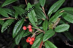 Wintergrüne Strauchmispel, Waterers Zwergmispel, Cotoneaster x watereri, Cotoneaster watereri, Cotoneaster x watereri, Cotoneaster watereri, Wintergrüne Strauchmispel, Waterers Strauchmispel, Rosaceae, fruchtend Kauf von 05572_cotoneaster_watereri_dsc_8007.jpg
