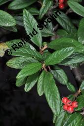 Wintergrüne Strauchmispel, Waterers Zwergmispel, Cotoneaster x watereri, Cotoneaster watereri, Cotoneaster x watereri, Cotoneaster watereri, Wintergrüne Strauchmispel, Waterers Strauchmispel, Rosaceae, fruchtend Kauf von 05572_cotoneaster_watereri_dsc_8008.jpg