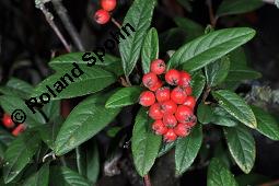 Wintergrüne Strauchmispel, Waterers Zwergmispel, Cotoneaster x watereri, Cotoneaster watereri, Cotoneaster x watereri, Cotoneaster watereri, Wintergrüne Strauchmispel, Waterers Strauchmispel, Rosaceae, fruchtend Kauf von 05572_cotoneaster_watereri_dsc_8009.jpg