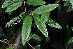 Wintergrüne Strauchmispel, Waterers Zwergmispel, Cotoneaster x watereri, Cotoneaster watereri, Cotoneaster x watereri, Cotoneaster watereri, Wintergrüne Strauchmispel, Waterers Strauchmispel, Rosaceae, fruchtend Kauf von 05572_cotoneaster_watereri_dsc_8010.jpg