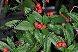 Wintergrüne Strauchmispel, Waterers Zwergmispel, Cotoneaster x watereri, Cotoneaster watereri, Cotoneaster x watereri, Cotoneaster watereri, Wintergrüne Strauchmispel, Waterers Strauchmispel, Rosaceae, fruchtend Kauf von 05572_cotoneaster_watereri_dsc_8012.jpg