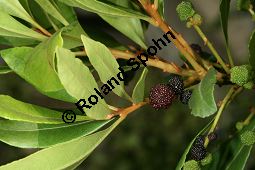 Gagelbaum, Myrica faya, Myricaceae, Myrica faya, Gagelbaum, fruchtend Kauf von 05589myrica_fayaimg_3639.jpg