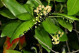 Stinklorbeer, Stinkender Lorbeer, Ocotea foetens Kauf von 05591_ocotea_foetens_img_1978.jpg