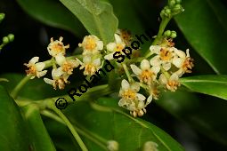 Stinklorbeer, Stinkender Lorbeer, Ocotea foetens Kauf von 05591_ocotea_foetens_img_1979.jpg