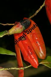 Stinklorbeer, Stinkender Lorbeer, Ocotea foetens Kauf von 05591_ocotea_foetens_img_1980.jpg