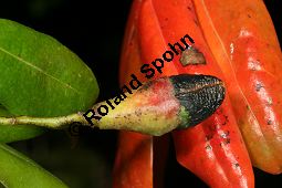 Stinklorbeer, Stinkender Lorbeer, Ocotea foetens Kauf von 05591_ocotea_foetens_img_1981.jpg