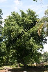 Stinklorbeer, Stinkender Lorbeer, Ocotea foetens Kauf von 05591_ocotea_foetens_img_1982.jpg