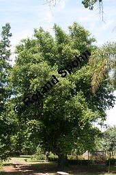 Stinklorbeer, Stinkender Lorbeer, Ocotea foetens Kauf von 05591_ocotea_foetens_img_1983.jpg