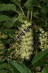  Kauf von 05593_phytolacca_dioica_img_2018.jpg