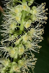  Kauf von 05593_phytolacca_dioica_img_3691.jpg