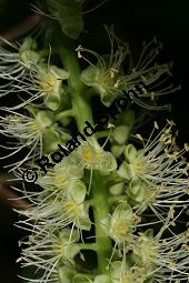  Kauf von 05593_phytolacca_dioica_img_3692.jpg