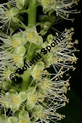  Kauf von 05593_phytolacca_dioica_img_3693.jpg