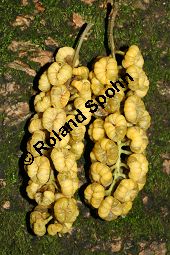  Kauf von 05593phytolacca_dioicaimg_4718.jpg