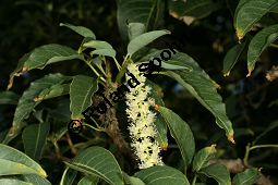  Kauf von 05593phytolacca_dioicaimg_4884.jpg